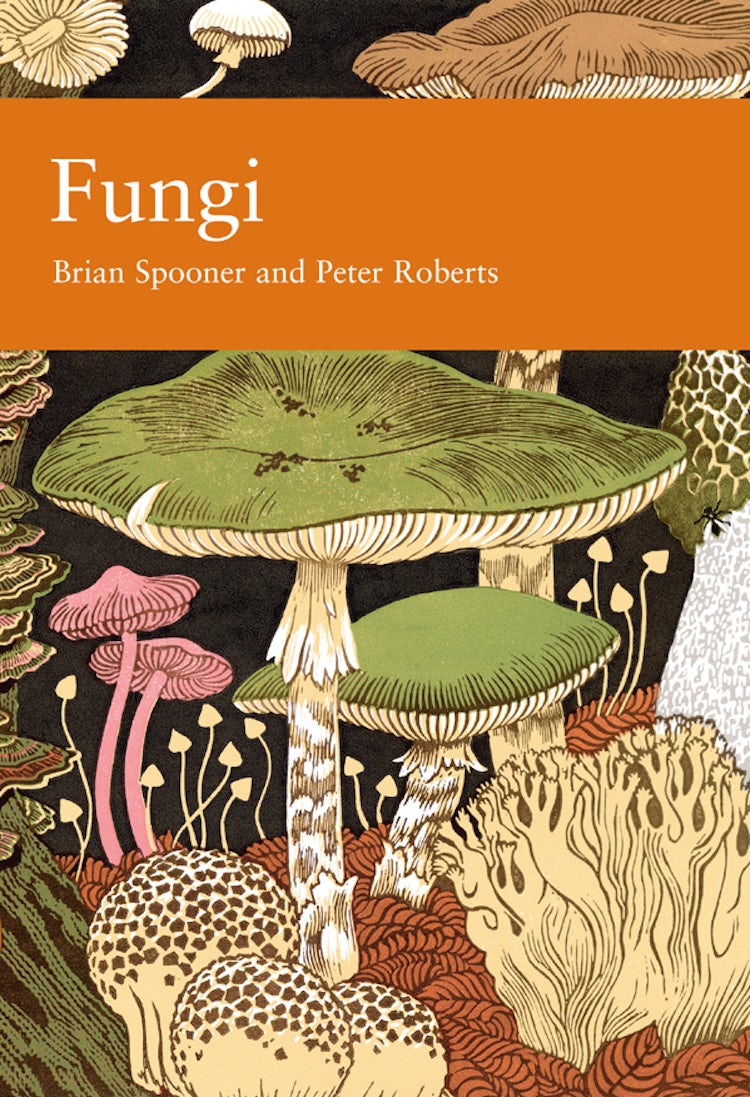 Cover image for Fungi (Collins New Naturalist Library, Book 96), isbn: 9780007406050