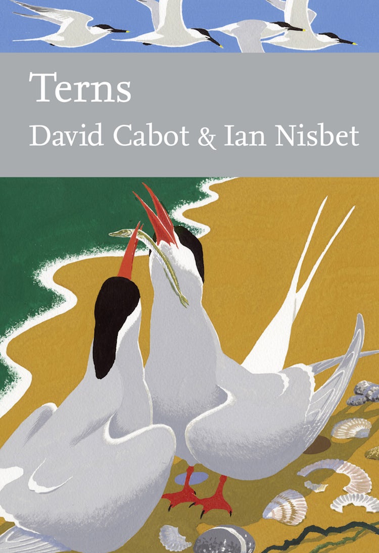 Cover image for Collins New Naturalist Library: Terns, isbn: 9780007412471