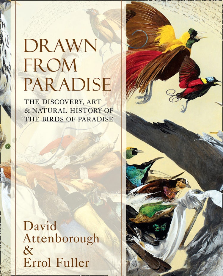 Cover image for Drawn From Paradise: The Discovery, Art and Natural History of the Birds Of Paradise, isbn: 9780007487615