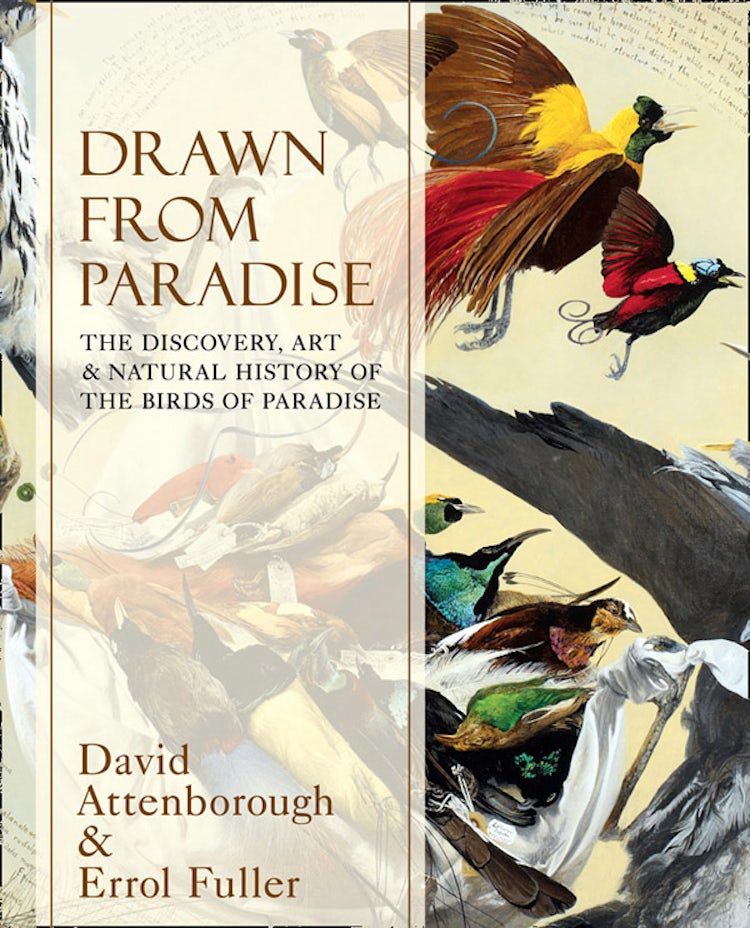 Cover image for Drawn From Paradise: The Discovery, Art and Natural History of the Birds of Paradise, isbn: 9780007487622