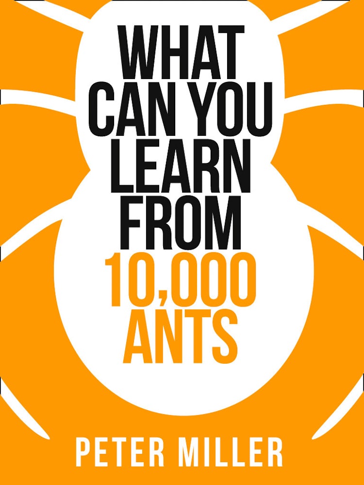 Cover image for What You Can Learn From 10,000 Ants (Collins Shorts, Book 4), isbn: 9780007506859