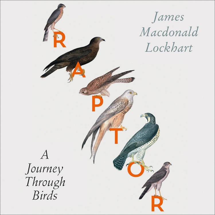 Cover image for Raptor: A Journey Through Birds, isbn: 9780008141011