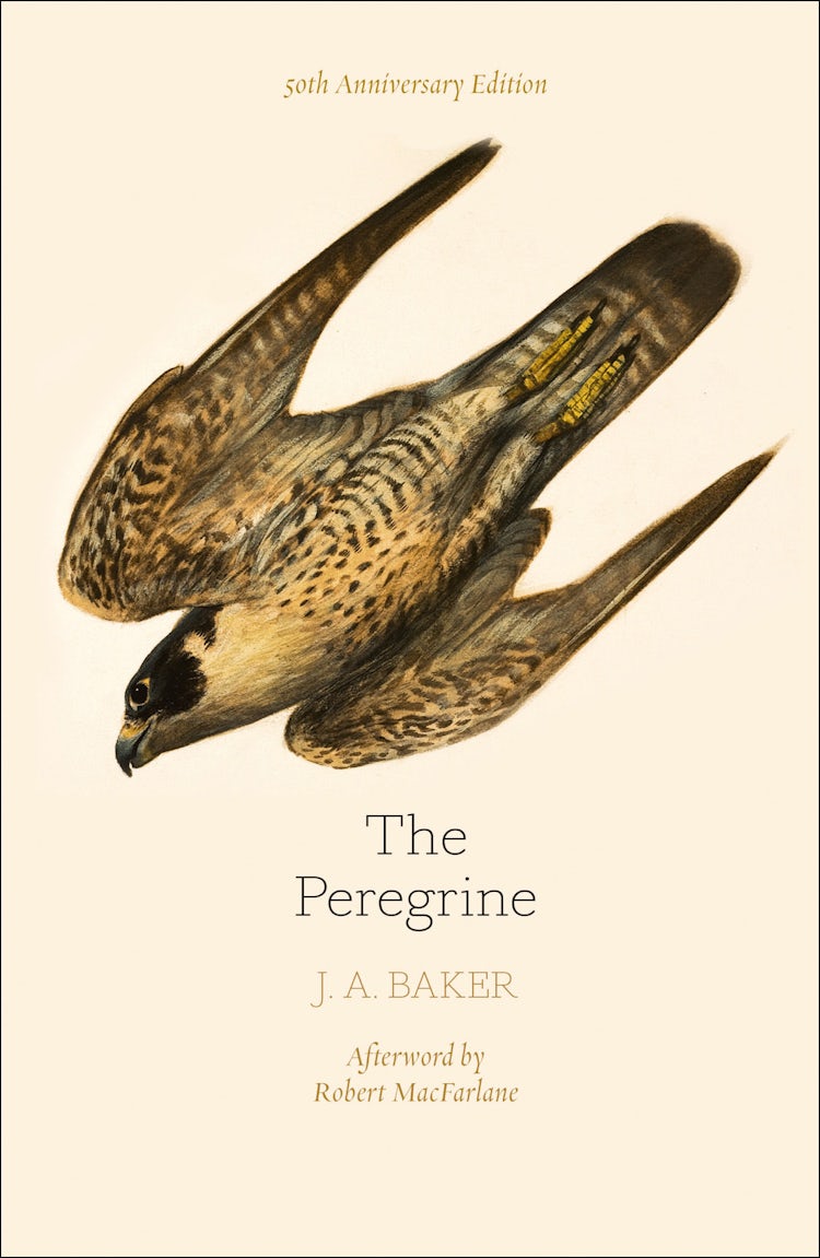Cover image for The Peregrine: 50th Anniversary Edition: Afterword By Robert Macfarlane, isbn: 9780008216214