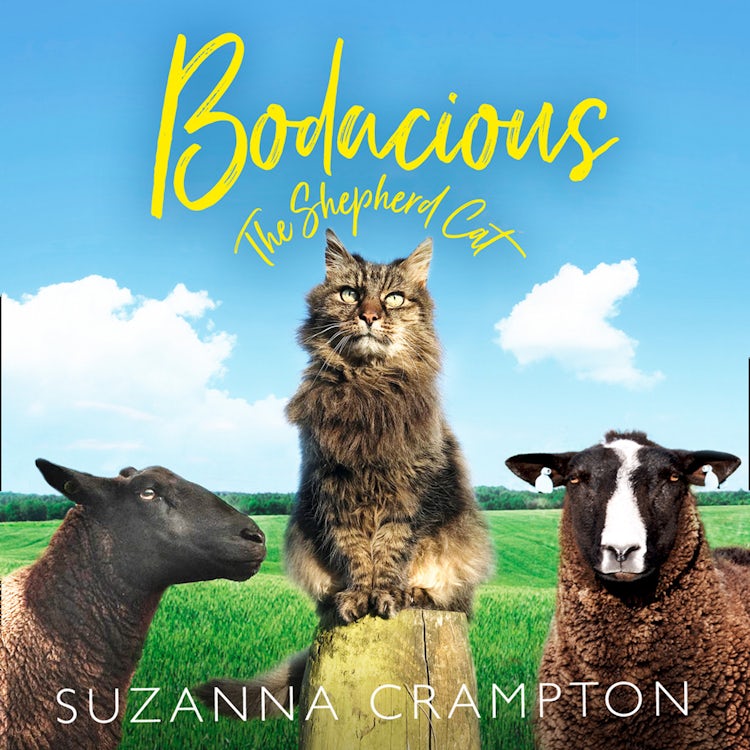 Cover image for Bodacious: The Shepherd Cat, isbn: 9780008275877