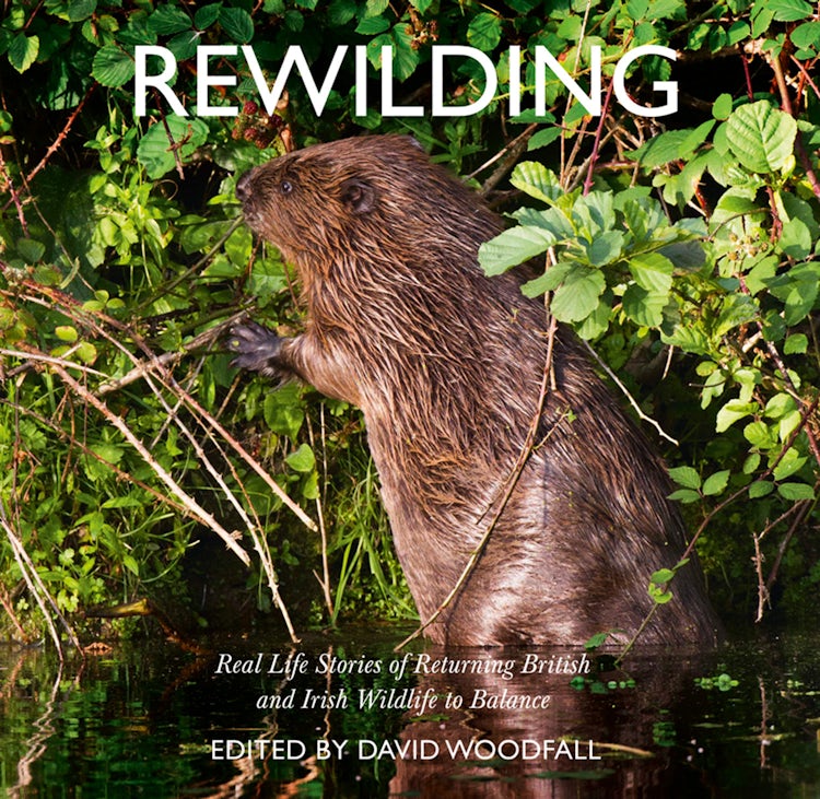 Cover image for Rewilding: Real Life Stories of Returning British and Irish Wildlife to Balance, isbn: 9780008300487