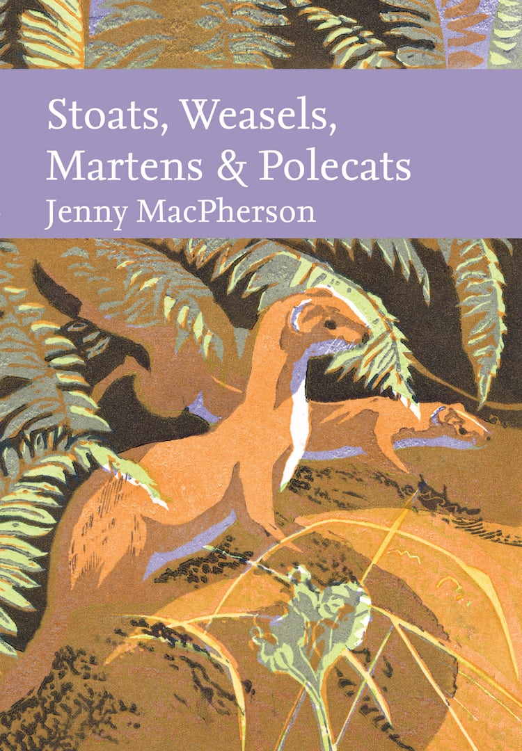 Cover image for Stoats, Weasels, Martens and Polecats (Collins New Naturalist Library), isbn: 9780008334949