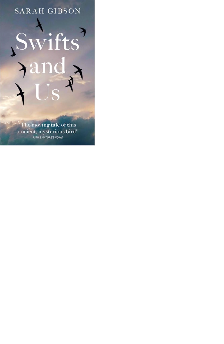 Cover image for Swifts and Us: The Life of the Bird that Sleeps in the Sky, isbn: 9780008350642