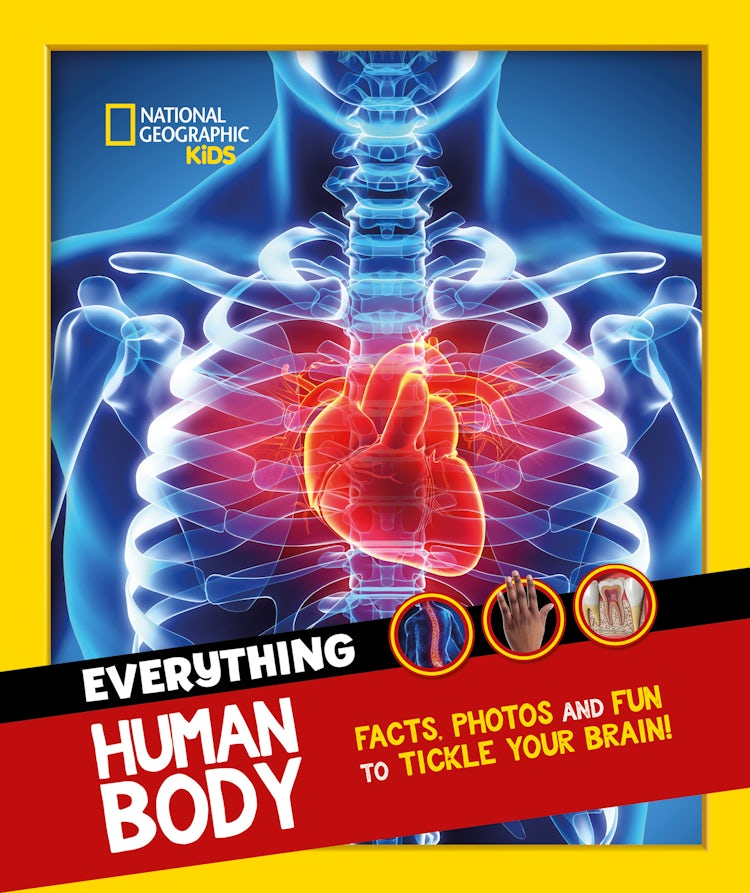 Cover image for Everything: Human Body: Eye-Opening Facts and Photos to Tickle Your Brain!, isbn: 9780008541583