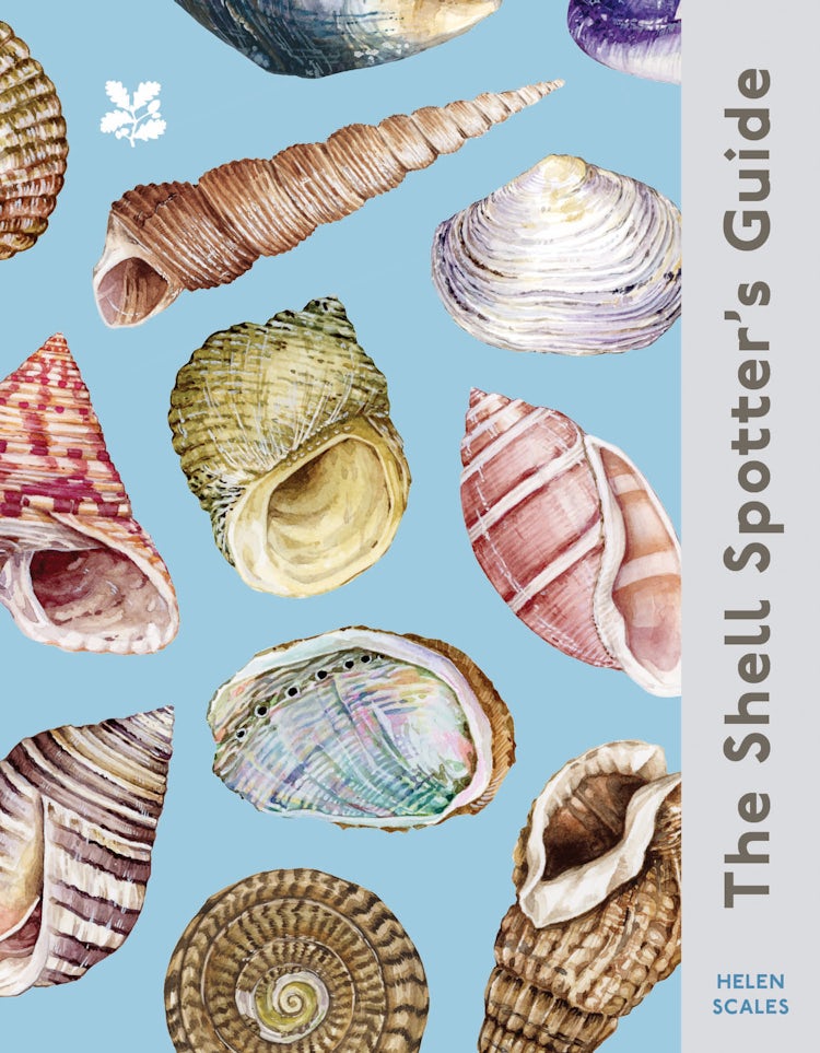 Cover image for The Shell-Spotter's Guide, isbn: 9780008641313