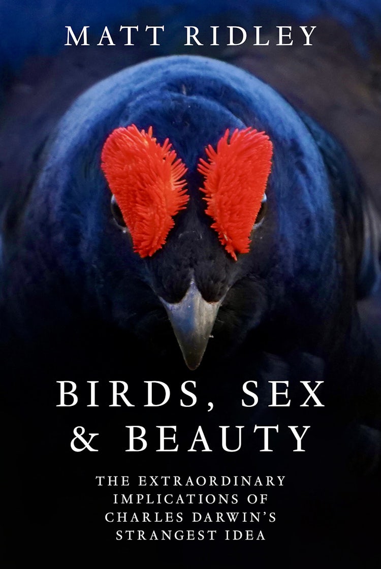 Cover image for Birds, Sex and Beauty: The extraordinary implications of Charles Darwin's strangest idea, isbn: 9780008645526