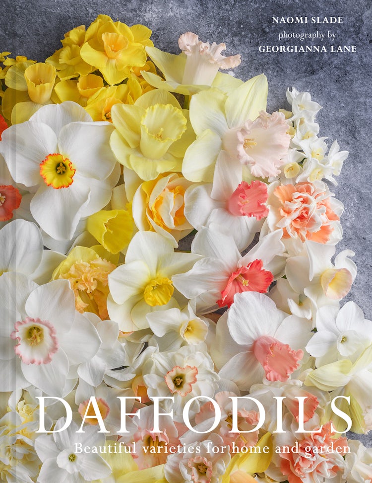 Cover image for DAFFODILS: Beautiful Varieties for Home and Garden, isbn: 9780008662707