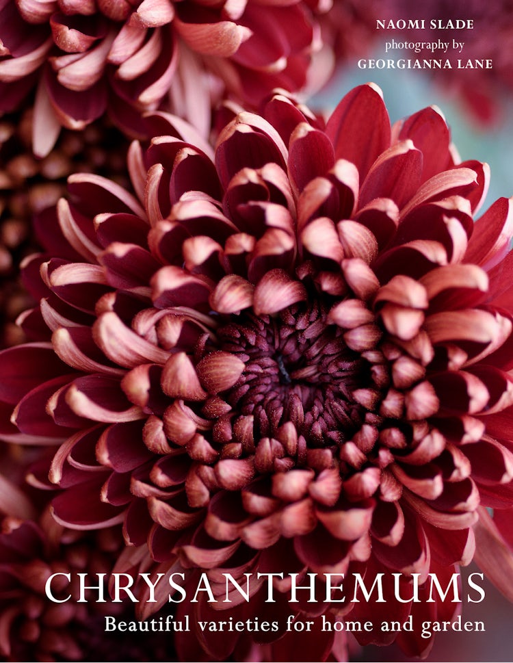 Cover image for Chrysanthemums: Beautiful Varieties For Home And Garden, isbn: 9780008662738