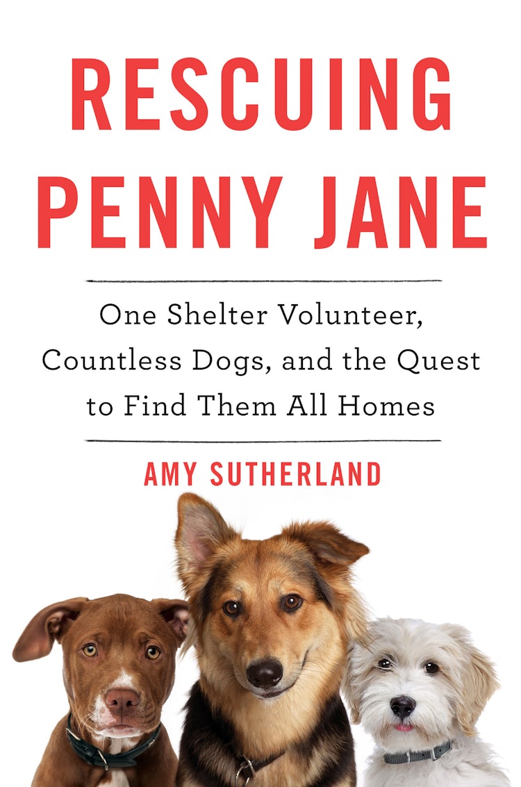 Cover image for Rescuing Penny Jane, isbn: 9780062377265