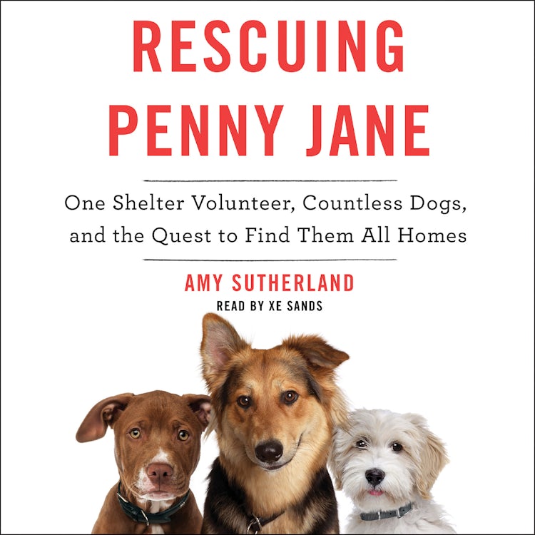 Cover image for Rescuing Penny Jane, isbn: 9780062387431
