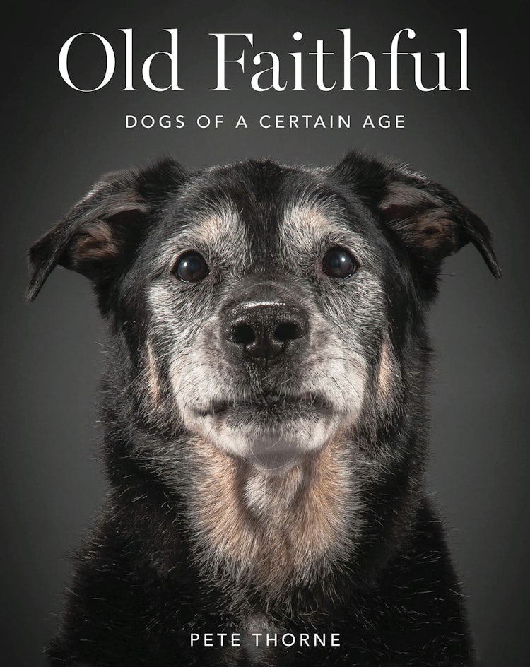Cover image for Old Faithful, isbn: 9780062413468