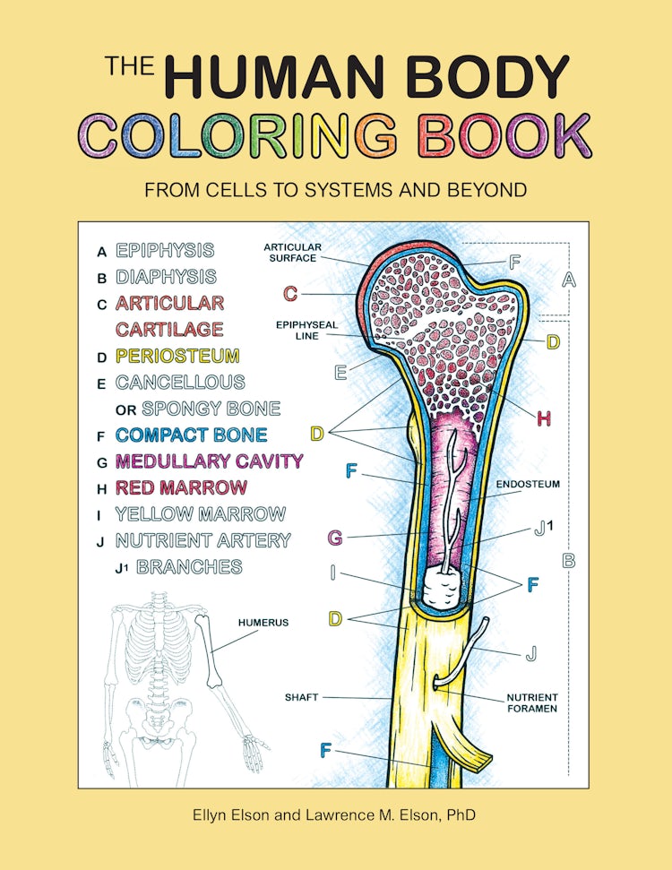 Cover image for The Human Body Coloring Book: From Cells To Systems And Beyond, isbn: 9780063009752