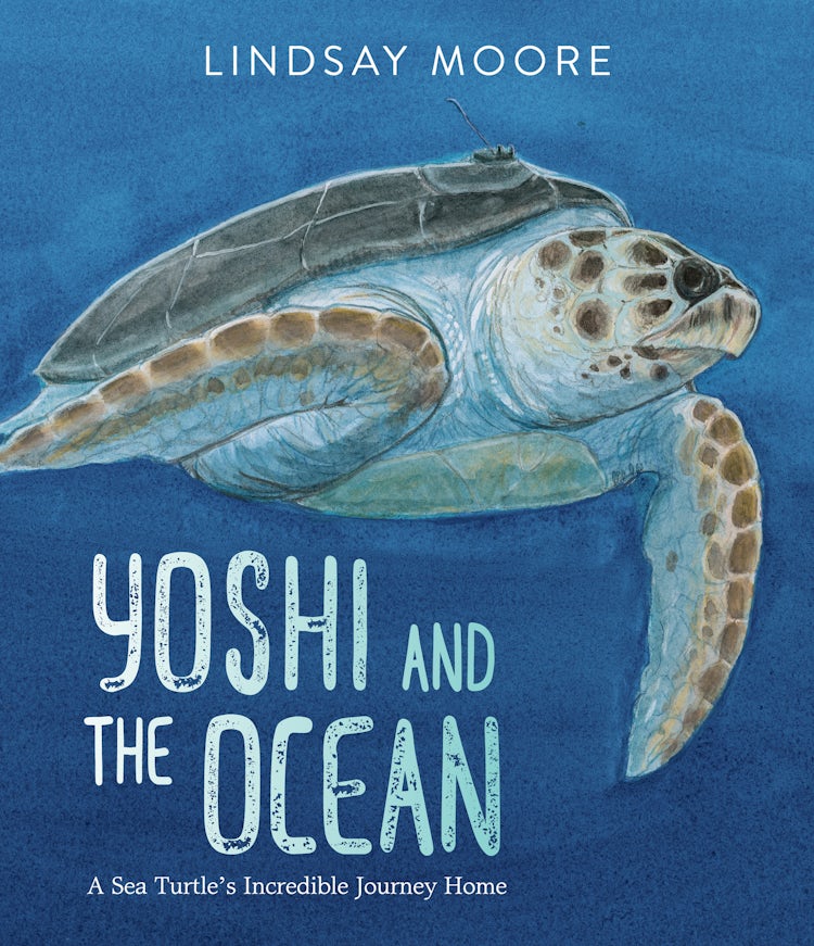 Cover image for Yoshi and the Ocean: A Sea Turtle's Journey Home, isbn: 9780063060982