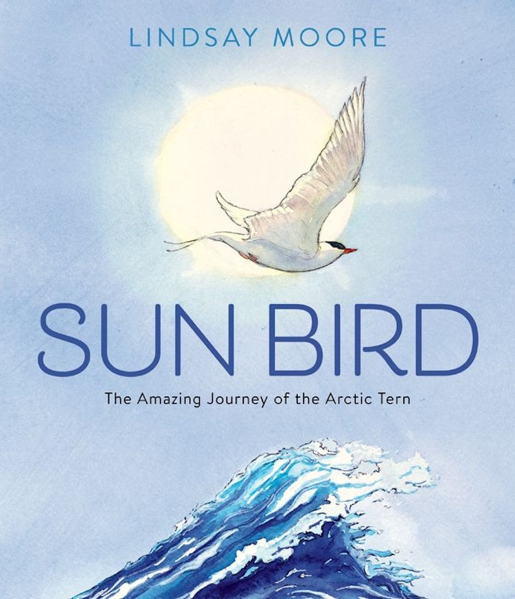 Cover image for Sun Bird: The Amazing Journey Of The Arctic Tern, isbn: 9780063061002