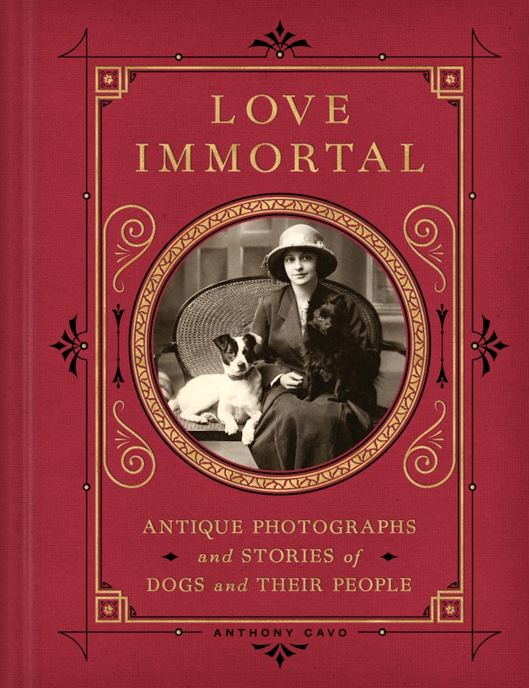 Cover image for Love Immortal, isbn: 9780063204300