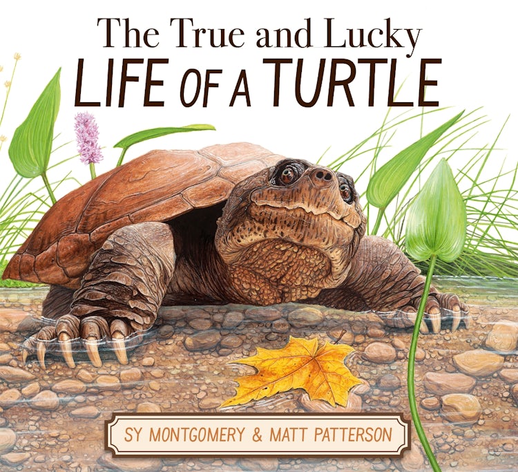 Cover image for The True and Lucky Life of a Turtle, isbn: 9780063325166
