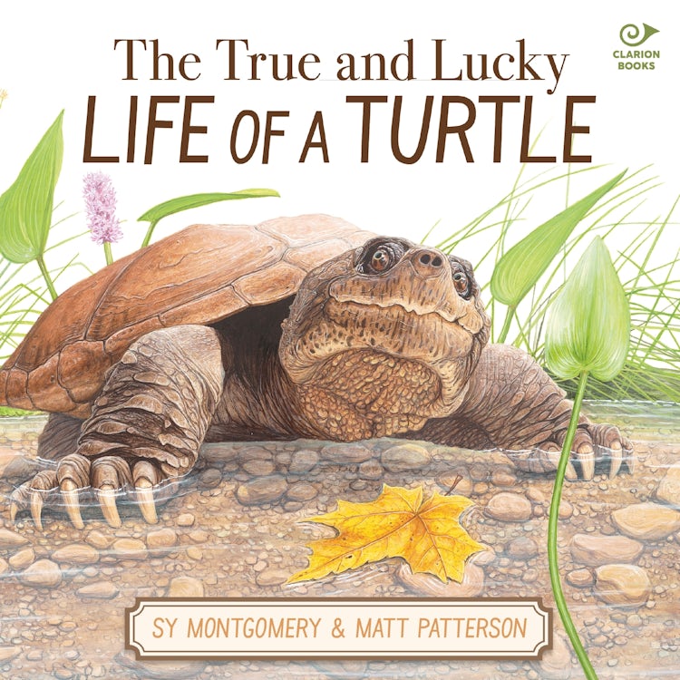 Cover image for The True and Lucky Life of a Turtle, isbn: 9780063459601