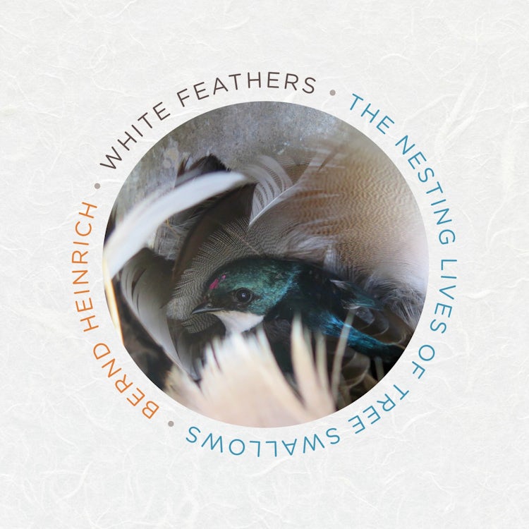 Cover image for White Feathers, isbn: 9780358172338