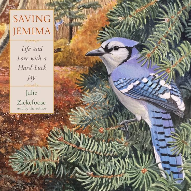 Cover image for Saving Jemima, isbn: 9780358177890