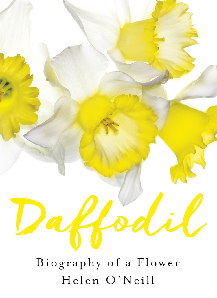 Cover image for Daffodil, isbn: 9780732299200