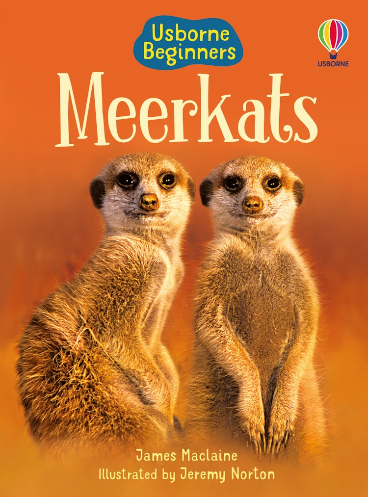 Cover image for Beginners Meerkats, isbn: 9781474941013