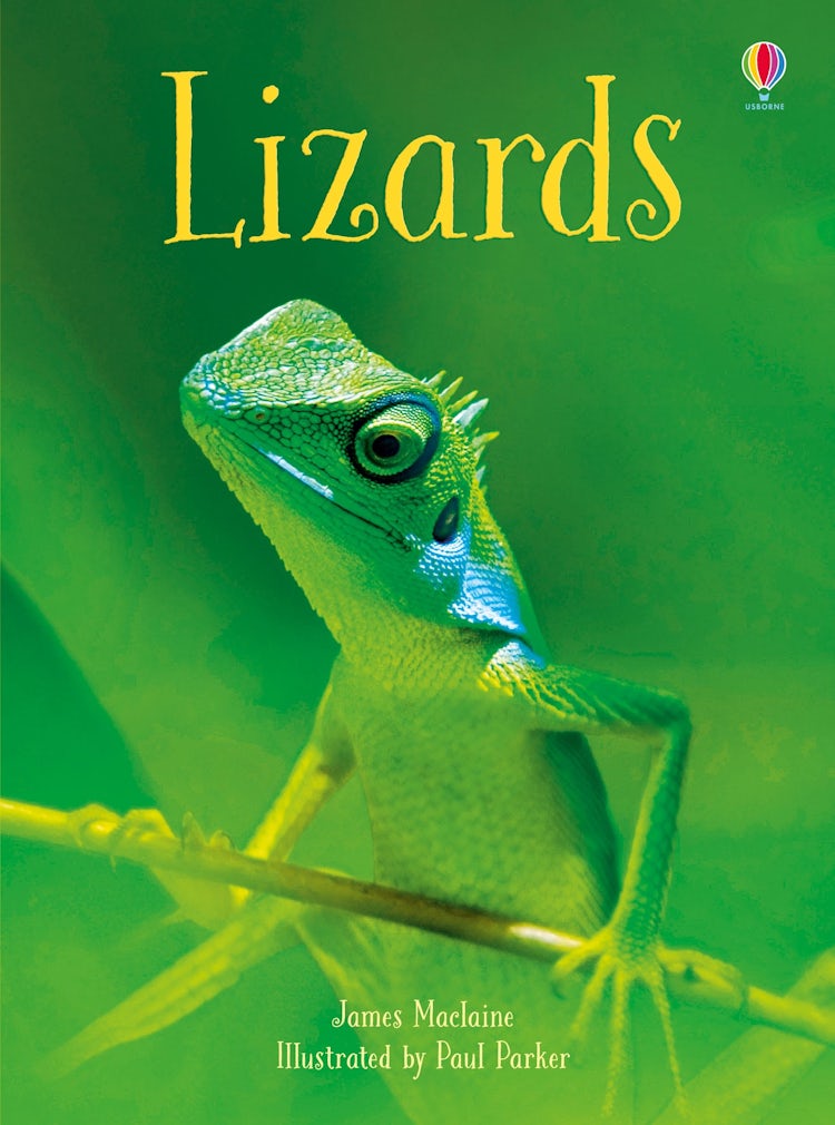 Cover image for Beginners Lizards, isbn: 9781474950459