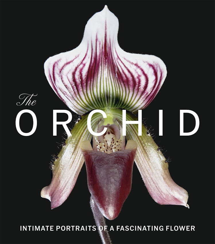 Cover image for The Orchid, isbn: 9781785516511