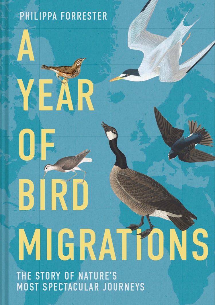 Cover image for A Year of Bird Migrations, isbn: 9781837330270