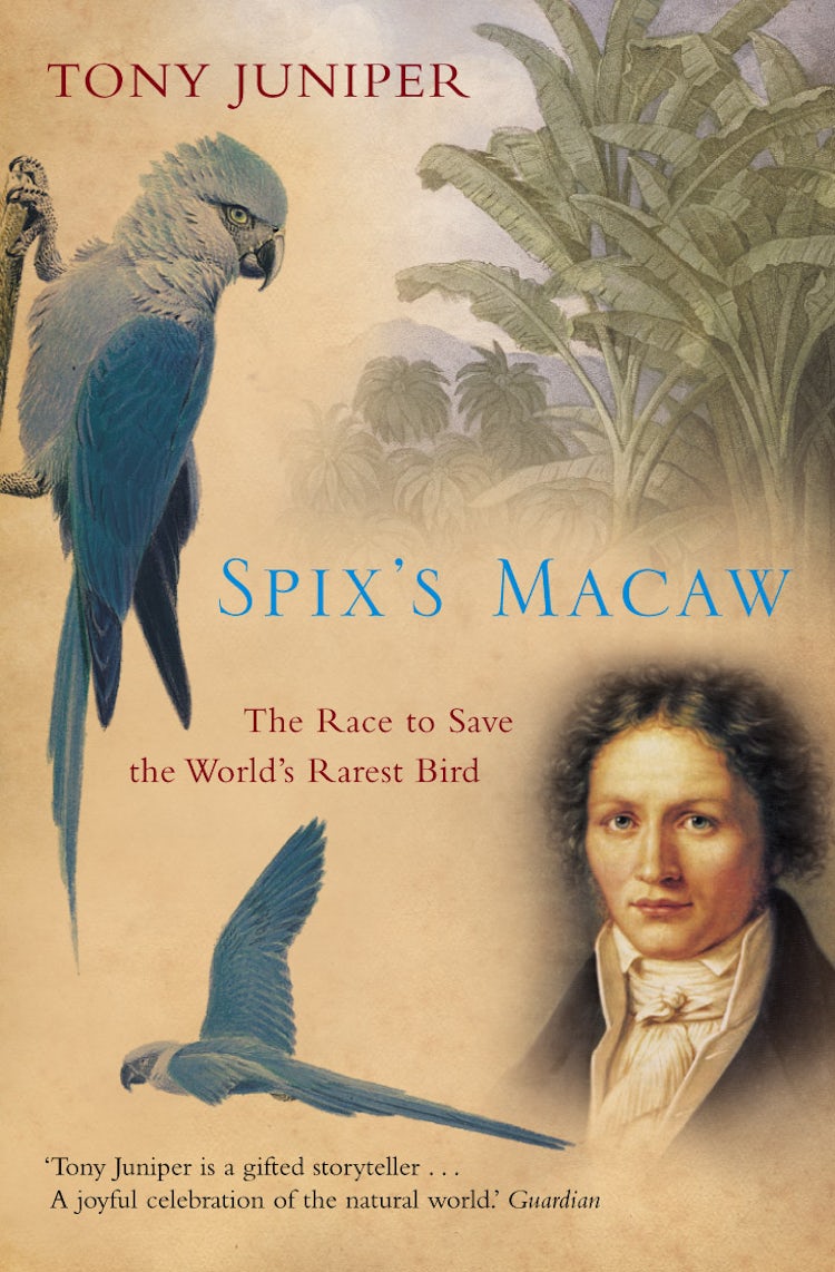Cover image for Spix's Macaw: The Race to Save the World's Rarest Bird, isbn: 9781841156514