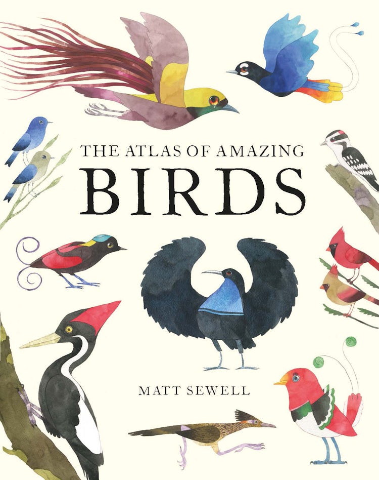 Cover image for The Atlas Of Amazing Birds, isbn: 9781843654063