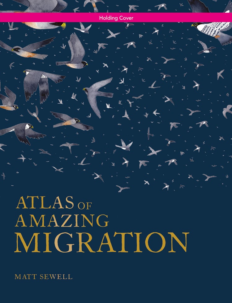 Cover image for Atlas Of Amazing Migration, isbn: 9781843654995