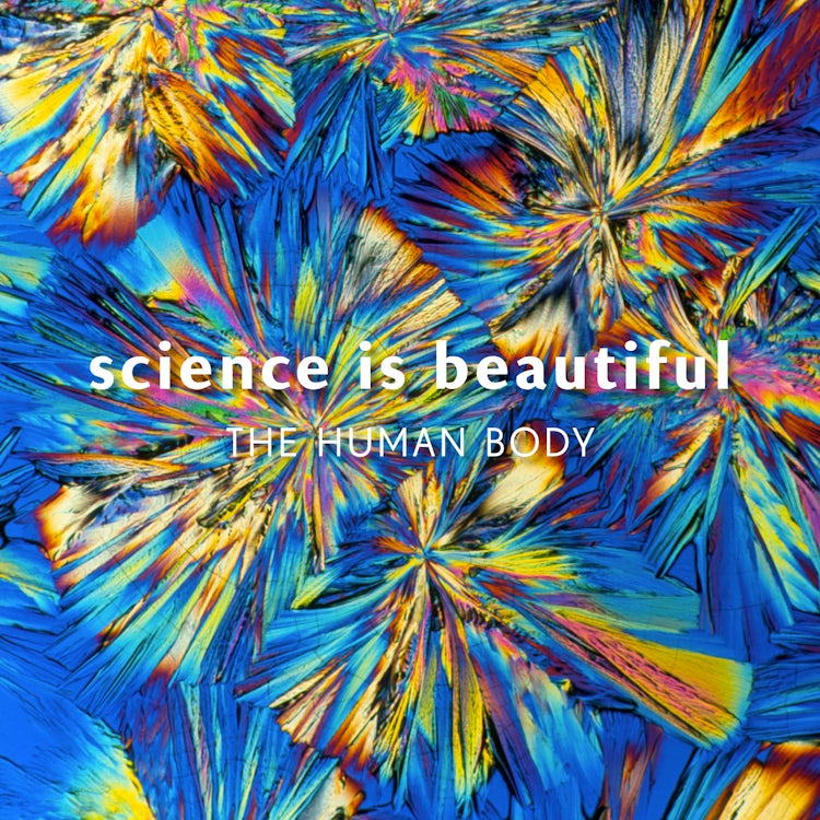 Cover image for Science is Beautiful: The Human Body, isbn: 9781849941921