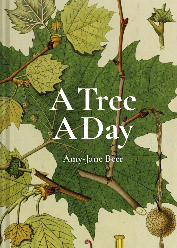 Cover image for A Tree A Day, isbn: 9781849946520