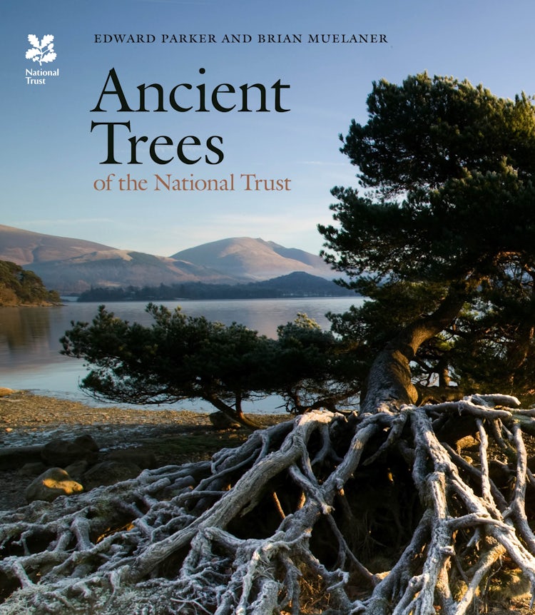 Cover image for Ancient Trees of the National Trust, isbn: 9781857599442