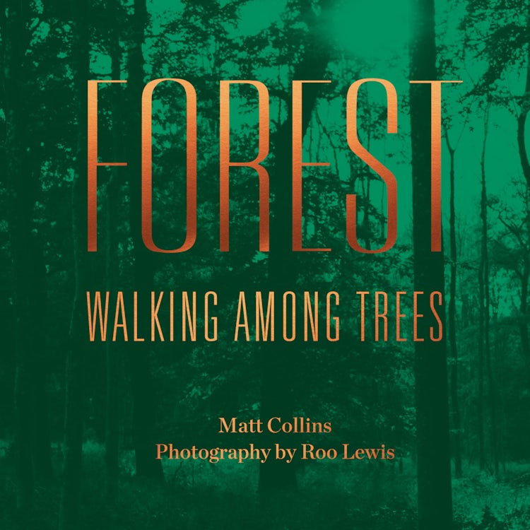 Cover image for Forest: Walking among trees, isbn: 9780008791674